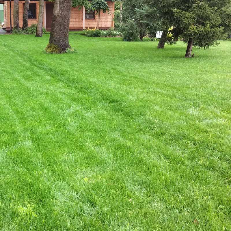 Zakładanie i pielęgnacja trawników